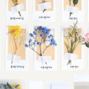 화연양화
