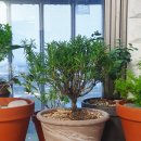 로즈마리 화원 이미지