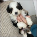 유어펫 라운지 강아지분양 이미지