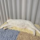 뭉치켄넬 이미지