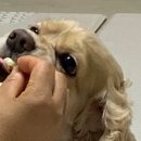 일편댕심 이미지