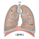 4월18일개강월수오후반1강 (횡격막,복횡근,골반기저근,다열근) 이미지