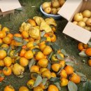 홍우농장 이미지