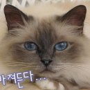 냠냠 이미지