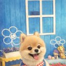 오마이펫 이미지