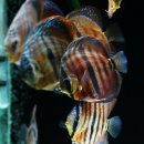 레드 카타나 디스커스 2.5G(Red Catana Discus 2.5G) 이미지