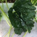 내포비료 이미지