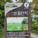 안심창조밸리 천천둘레길 | 답사-161-금호강과 안심(반야월) 연꽃단지
