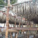 황태덕장 이미지