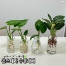 물 | 집에서 키우기 쉬운 식물 콩고 몬스테라 수경재배 물관리 꿀팁 후기