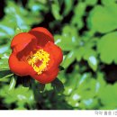 모란