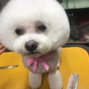 팻키우소 이미지