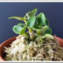 이미개 농장 이미지