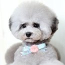 블루밍독 이미지