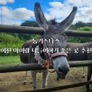 강아지와 고양이 | 이천 아이랑 나들이하기 좋은 곳 동키스타즈 재방문 후기