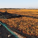 주홍목장 이미지