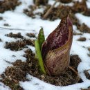 앉은부채(Skunk cabbage) 이미지