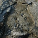 제주 사람발자국과 동물발자국 화석산지 이미지