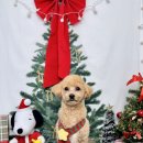 더 빛나개(the 빛나개) 이미지