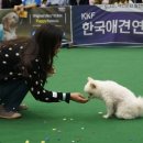 펑키애견 네이버블로그