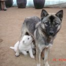 진도개 사랑 이미지