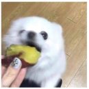 멍뭉이 이미지