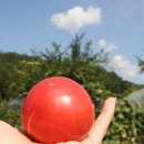 토마루농장 이미지