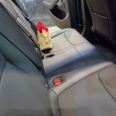 Y세탁앤크린샵 | 고덕 디테일링 세차 후기 고덕손세차 [폴리싱코리아] 테슬라 모델Y 여성 운전자 방문기