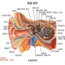 내이정전/ 무악어류/ 미모기관 이미지