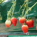 내사농장 이미지