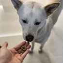 쿰쿰펫푸드 이미지