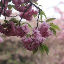 전주 완산공원 "꽃동산"~ 꽃대궐천지 이미지