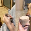 질투 유발하던 햄스터가 유골함에 담겨 돌아오자 강아지가 보인 반응 이미지