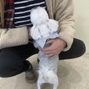 멍이네 이야기 | 애견수제간식 멍이네이야기 만족 후기