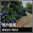 개화 - 동대문구 답십리로65길 69 | 충남 태안 팜카밀레 수국축제 6월 말 개화 현황 방문후기