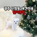 장군의땅 | 광주 신창동 애견미용 털이몽땅, 한 손에 쏙! 아기 비숑 장군이 첫 목욕 후기