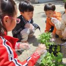 대덕초교병설유치원 이미지