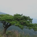 석심 Daum카페