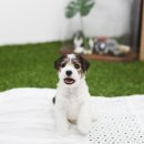 일산강아지분양 라펫 이미지