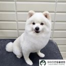 조은애견미용 이미지