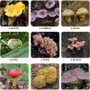 식용버섯의 종류와 사진﻿ 이미지