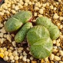 곤의농장 이미지