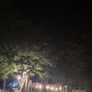 블루문캠핑장 | 가평 블루문 캠핑장 후기 [여름 캠핑의 매력]