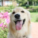 운정호수동물메디칼센터 이미지