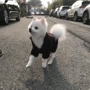 THE반하개 이미지