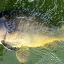 푸르댕댕 이미지