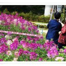 한가을 카카오 검색결과