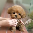 광주강아지분양 고양이분양 미유펫 본점 | 양산강아지분양 미유펫 미니어처푸들분양