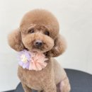 아미고 펫살롱 이미지