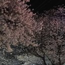 고강로40번길·원종로79번길 | 너무 아름다운 #벚꽃.... 봄이로구나~~!!